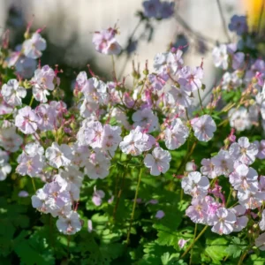 Geranium × cantabrigiense ‘Biokovo’