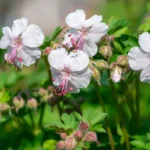 Geranium × cantabrigiense ‘Biokovo’ fiori