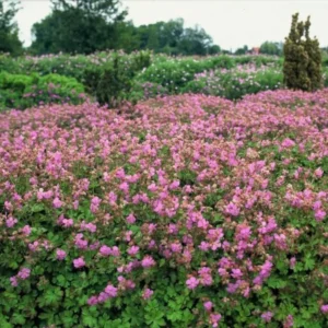 Geranium × cantabrigiense ‘Cambridge’