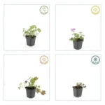 Geranium × cantabrigiense ‘Cambridge’ comportamento stagionale