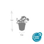 Geranium × cantabrigiense ‘Cambridge’ dimensioni pianta vaso 9cm