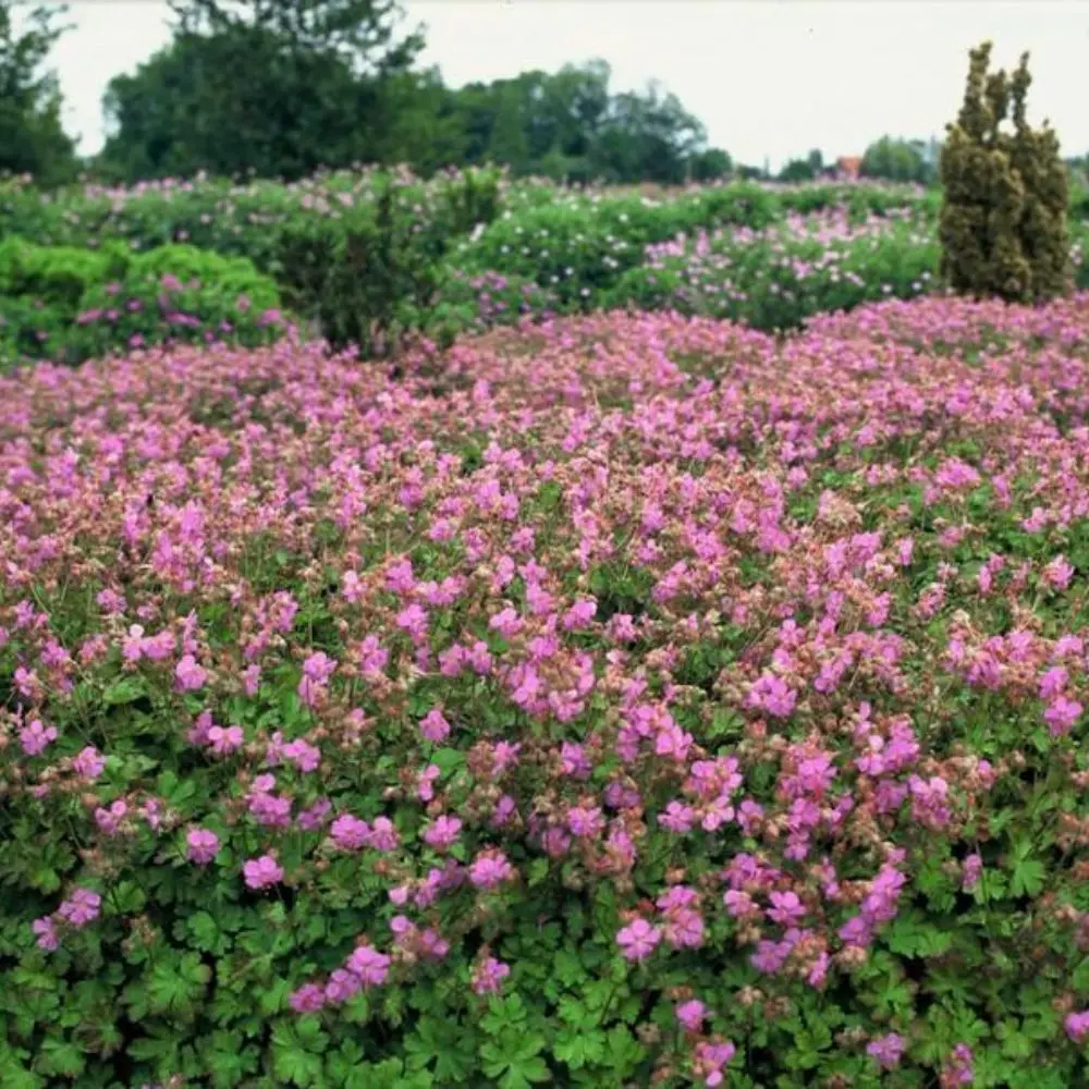 Geranium × cantabrigiense ‘Cambridge’