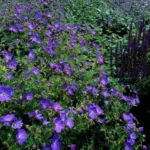 Geranium × johnsonii ‘Johnson’s Blue’