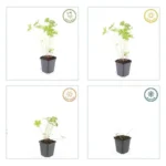 Geranium × johnsonii ‘Johnson’s Blue’ comportamento stagionale