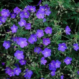 Geranium × johnsonii ‘Johnson’s Blue’ fiori