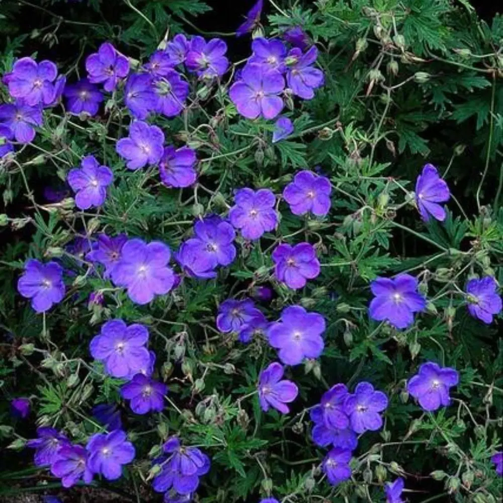 Geranium × johnsonii ‘Johnson’s Blue’ fiori