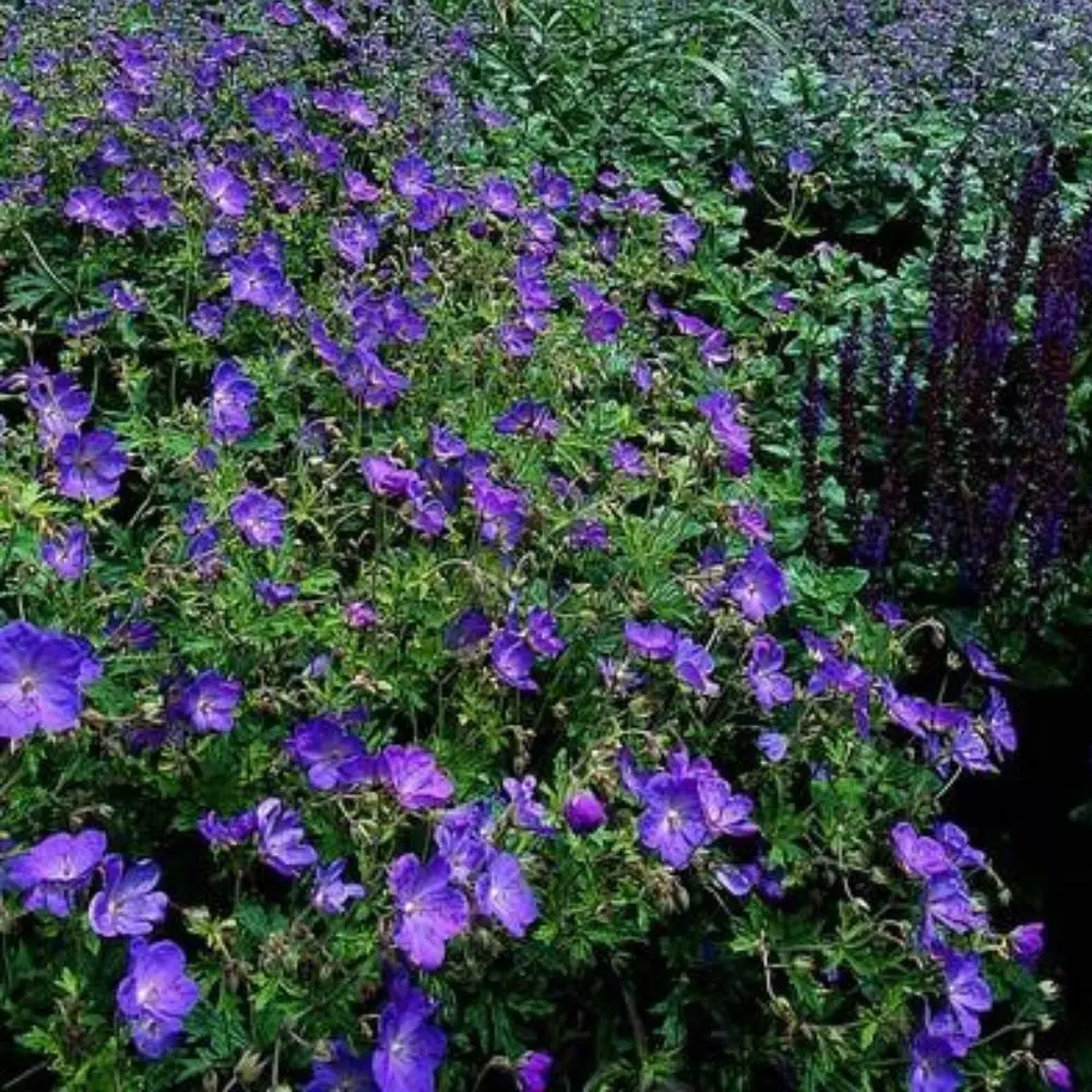 Geranium × johnsonii ‘Johnson’s Blue’