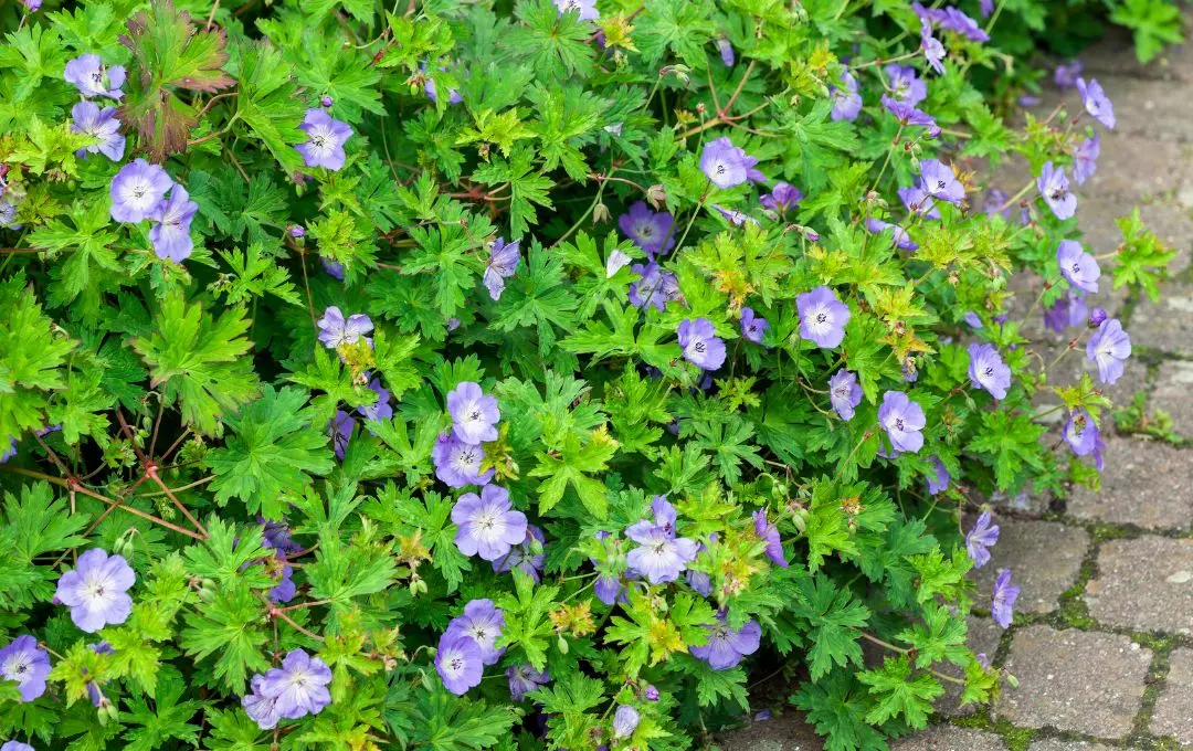 Geranium ‘Rozanne’ erbacea perenne