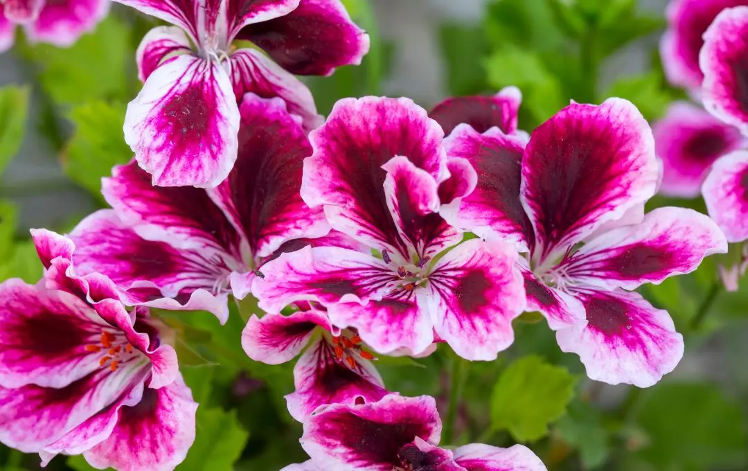Pelargonium grandiflorum geranio da balcone