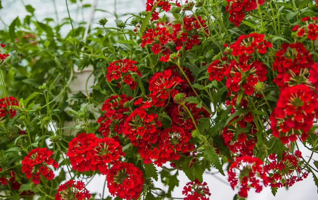 Pelargonium peltatum geranio da balcone