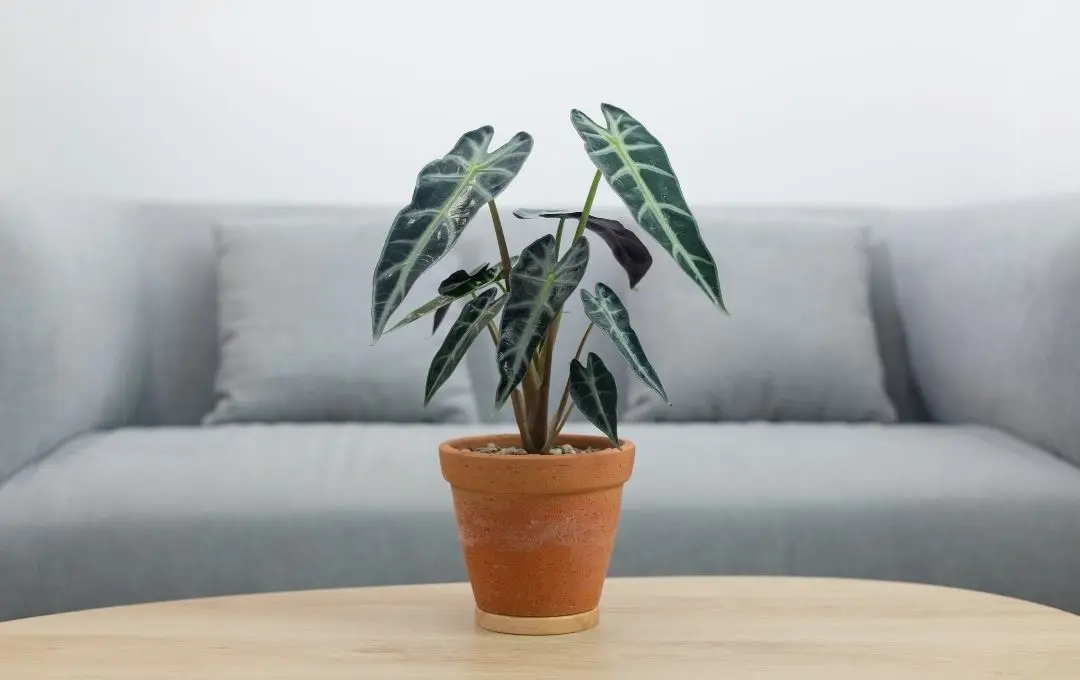 Pianta orecchie di elefante Alocasia Polly in vaso da interno con foglie grandi verde scuro e venature bianche