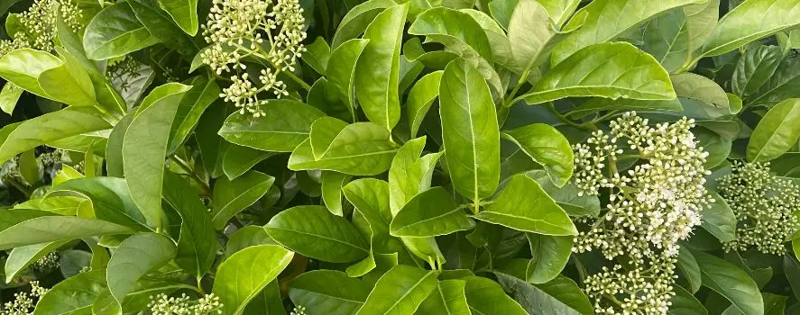 Siepe Viburno Lucido