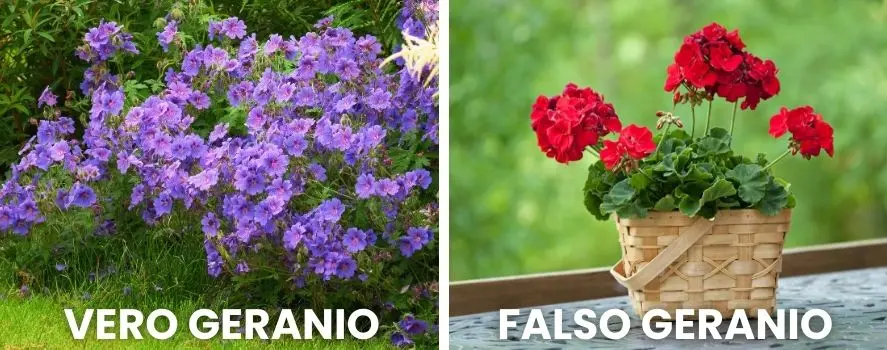 Tipi di Geranio