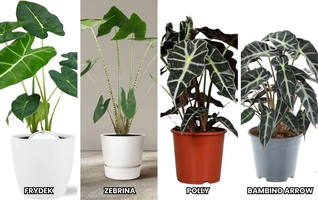 Varietà di Alocasia orecchie di elefante_ Polly, Frydek, Bambino arrow e Zebrina