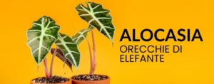 orecchia di elefante piante