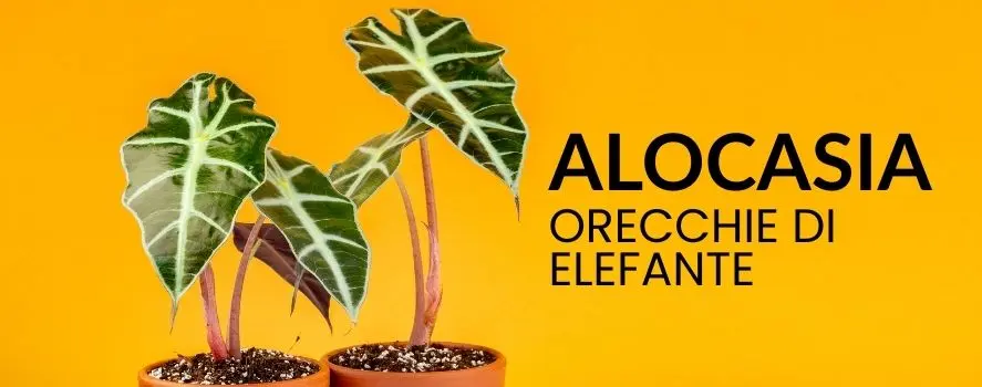 orecchia di elefante piante