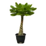 Brighamia insignis in vaso