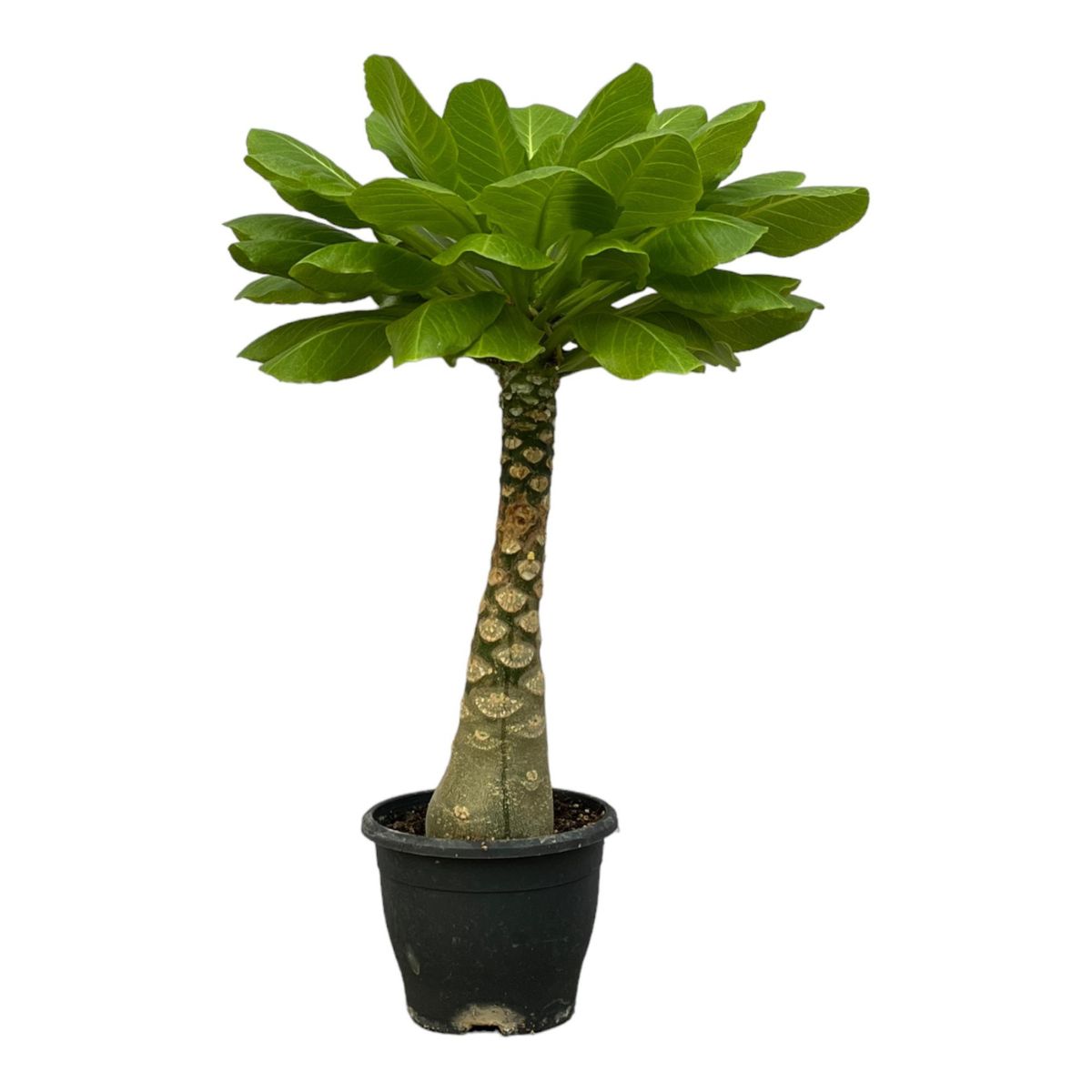 Brighamia insignis in vaso
