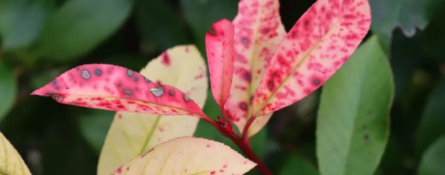Entomosporium maculatum sulla Photinia