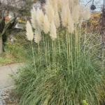Erba della pampas Cortaderia selloana