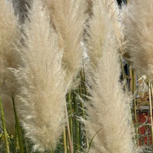 Erba della pampas Cortaderia selloana fiori