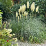 Erba della pampas Cortaderia selloana graminacea