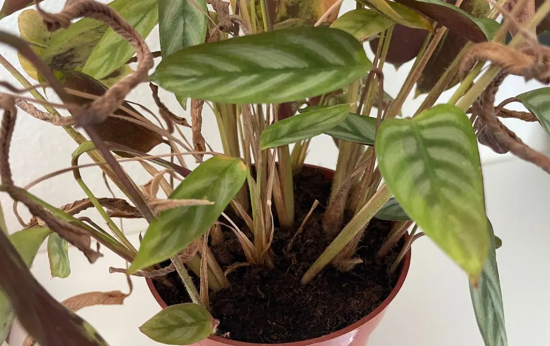 Segnali di eccesso d’acqua nelle piante da interno: foglie gialle e radici molli.