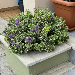 pianta veronica variegata