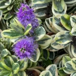 veronica variegata fiori