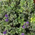 veronica variegata foglie e fiori