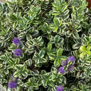 veronica variegata foglie e fiori