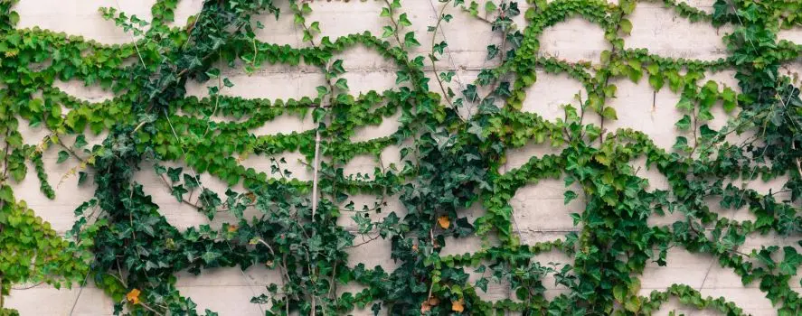 6 Piante Rampicanti a Crescita Veloce per Balconi