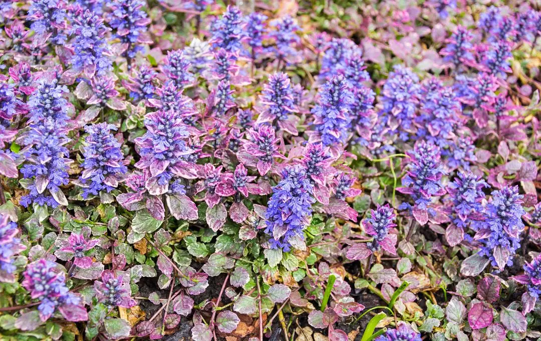 Ajuga reptans erbacea perenne sempreverde