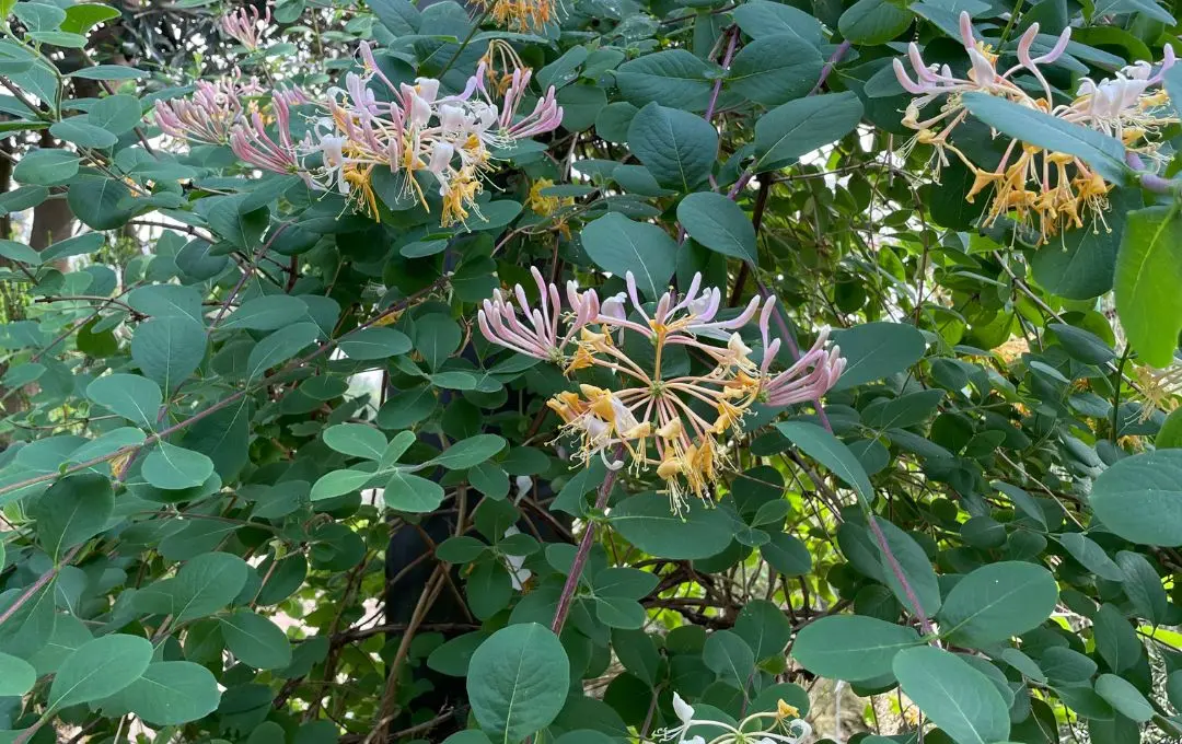 Caprifoglio rampicante a crescita veloce