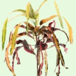 Croton ‘Dreadlocks’ - Codiaeum variegatum - foglie variegate