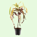 Croton ‘Dreadlocks’ - Codiaeum variegatum - pianta