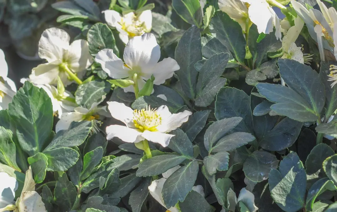 Helleborus niger erbacea perenne sempreverde