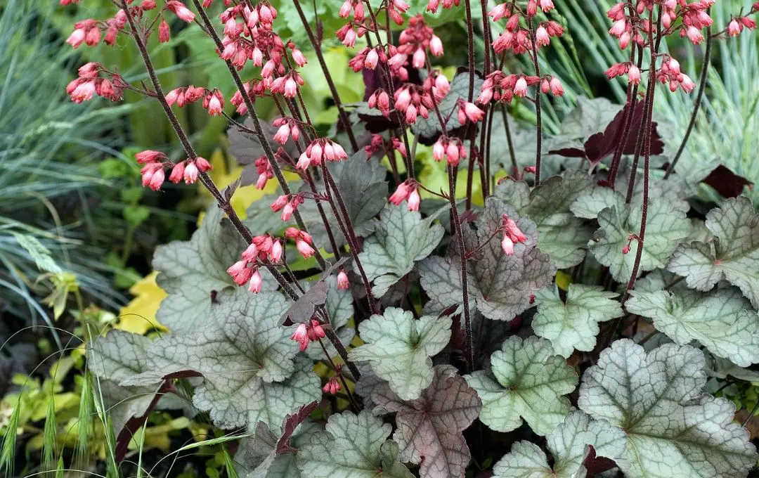 Heuchera erbacea perenne sempreverde