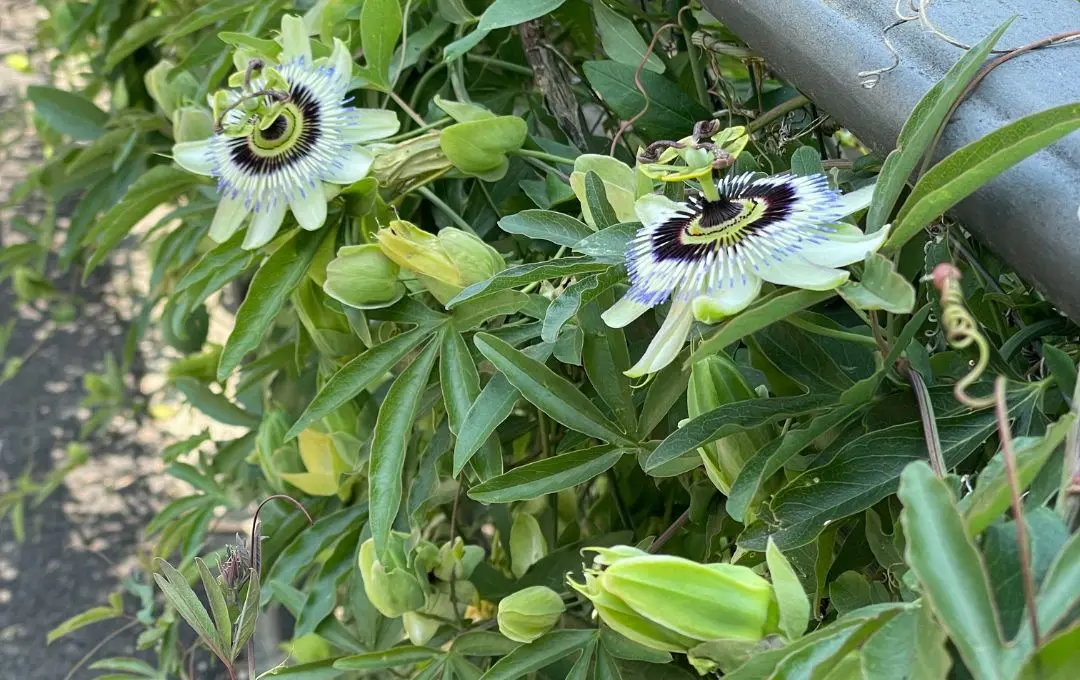 Passiflora rampicante a crescita veloce