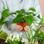 Salvaci tu - Piante da Interno imperfette da salvare pothos