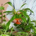 Salvaci tu - Piante da Interno imperfette da salvare prezzo economico