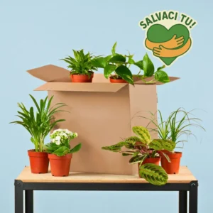 Salvaci tu - Set 6 Piante da Interno vaso coltivazione