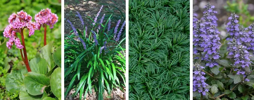 erbacee perenni sempreverdi