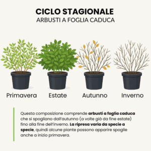 Ciclo stagionale composizioni con arbusti a foglia caduca