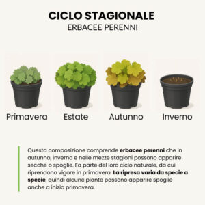 Ciclo stagionale composizioni con erbacee perenni
