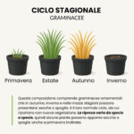 Ciclo stagionale composizioni con graminacee