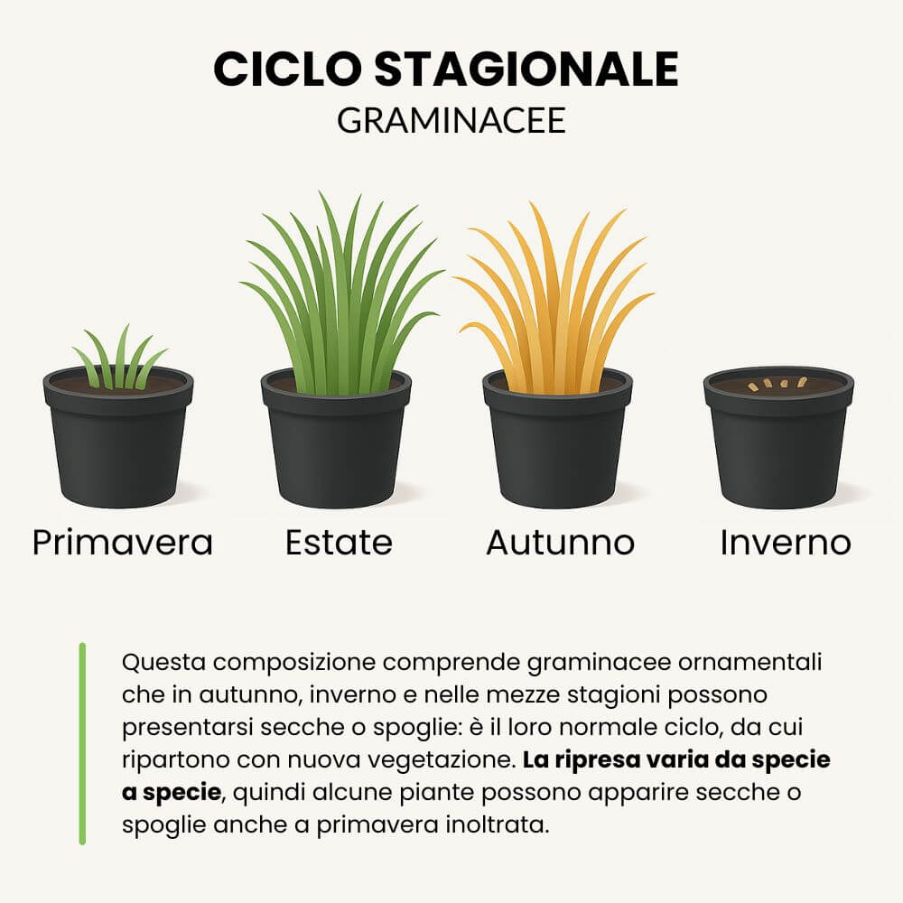 Ciclo stagionale composizioni con graminacee