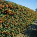 Pyracantha 'Orange Glow' siepe