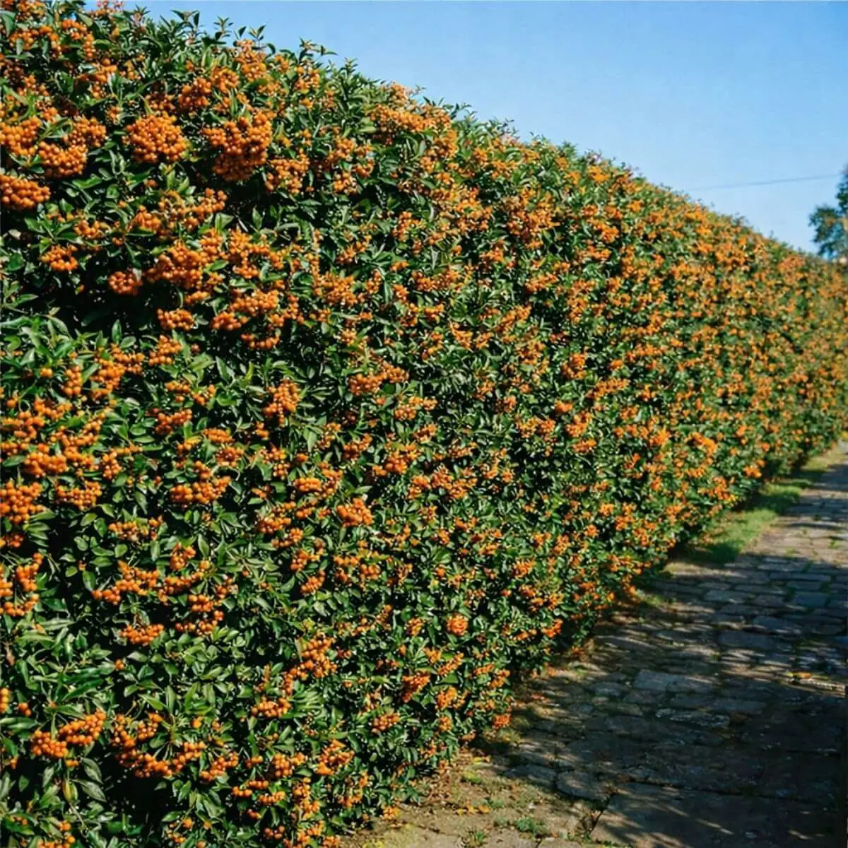 Pyracantha 'Orange Glow' siepe