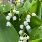 Convallaria majalis - mughetto fiore dettaglio